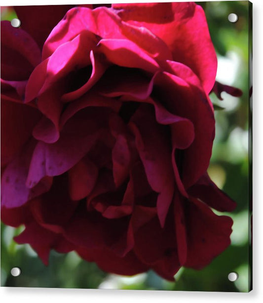Dark Pink Flower - Acrylic Print