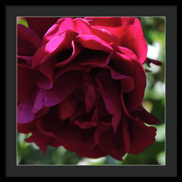 Dark Pink Flower - Framed Print