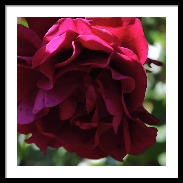Dark Pink Flower - Framed Print