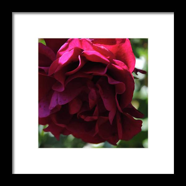 Dark Pink Flower - Framed Print