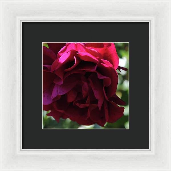 Dark Pink Flower - Framed Print