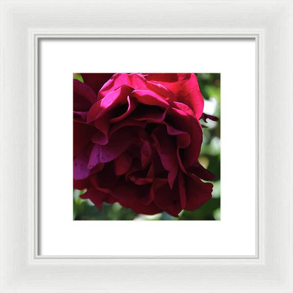 Dark Pink Flower - Framed Print