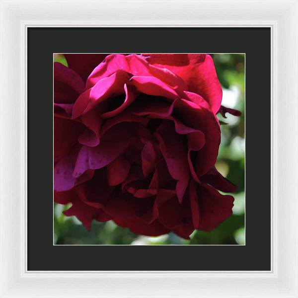 Dark Pink Flower - Framed Print