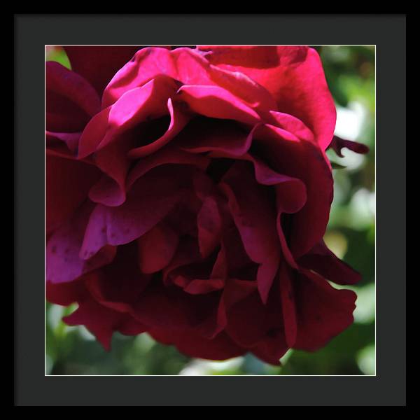 Dark Pink Flower - Framed Print