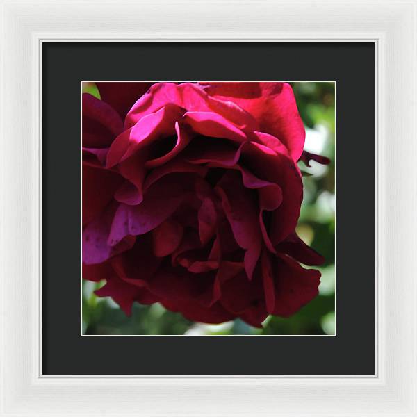 Dark Pink Flower - Framed Print