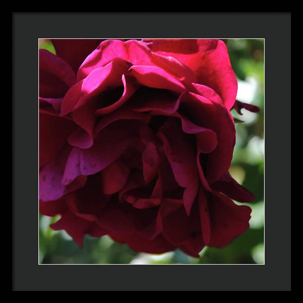 Dark Pink Flower - Framed Print