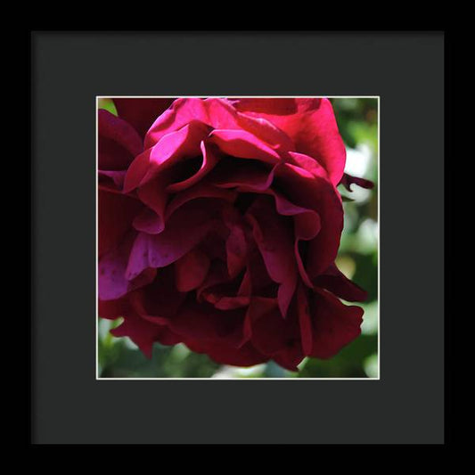 Dark Pink Flower - Framed Print