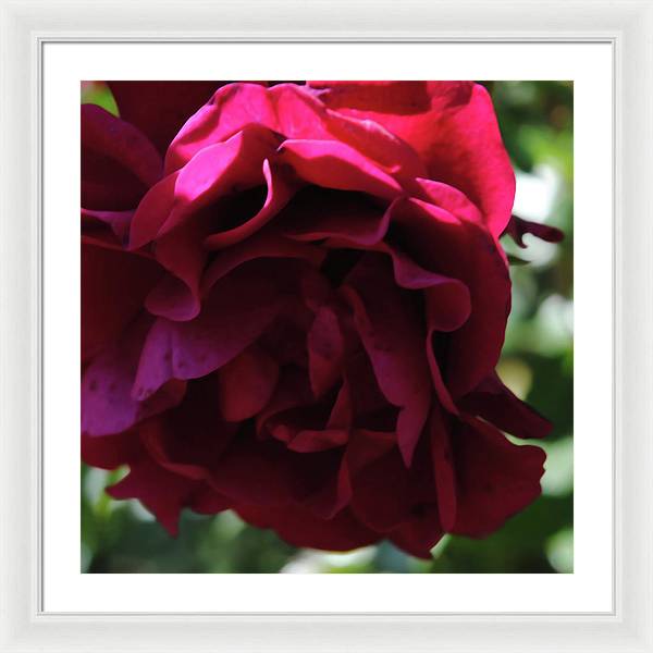 Dark Pink Flower - Framed Print