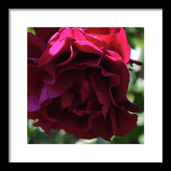 Dark Pink Flower - Framed Print