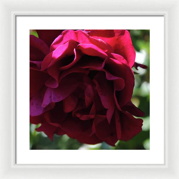 Dark Pink Flower - Framed Print