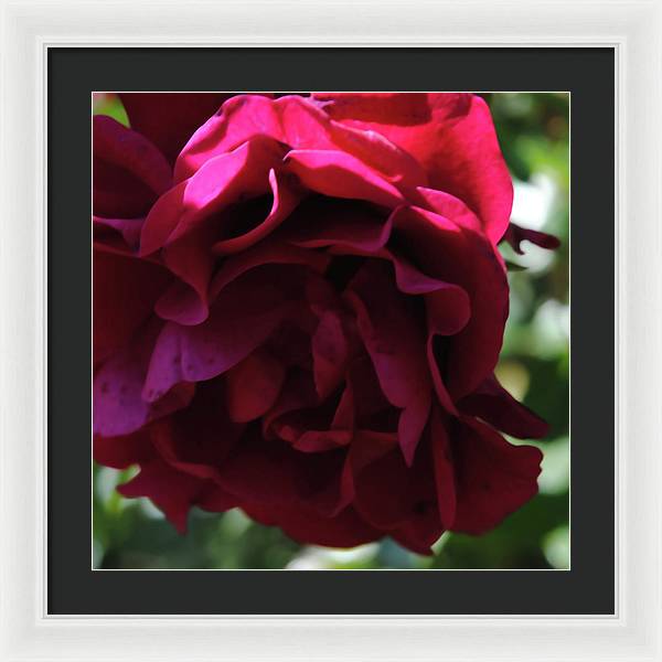 Dark Pink Flower - Framed Print