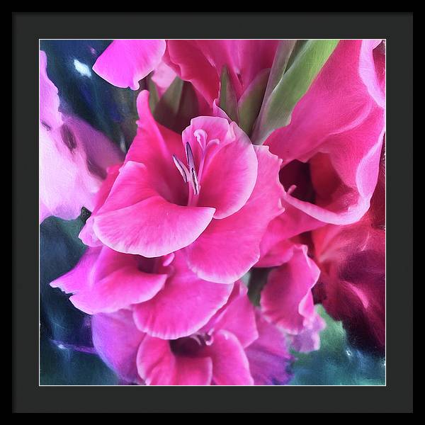Dark Pink Gladiolas - Framed Print