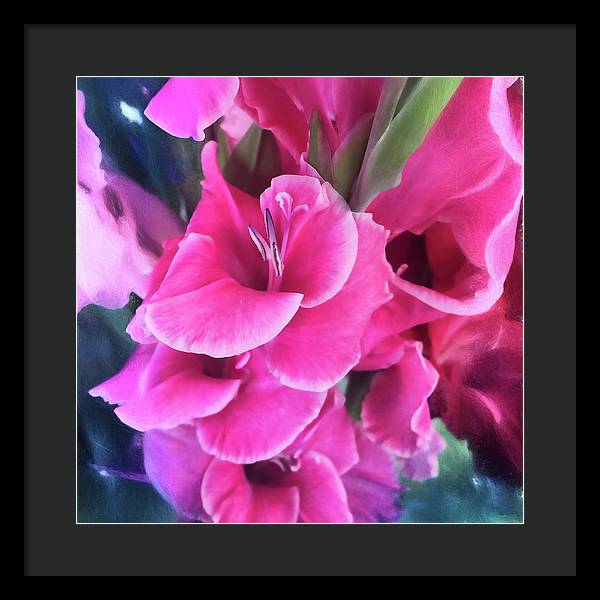 Dark Pink Gladiolas - Framed Print