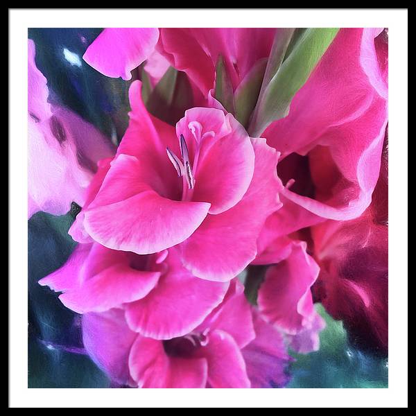 Dark Pink Gladiolas - Framed Print