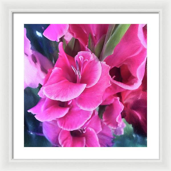 Dark Pink Gladiolas - Framed Print