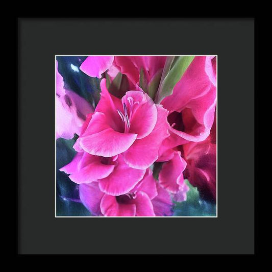 Dark Pink Gladiolas - Framed Print