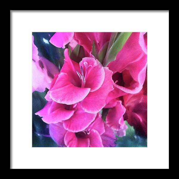 Dark Pink Gladiolas - Framed Print