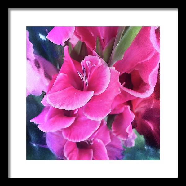 Dark Pink Gladiolas - Framed Print