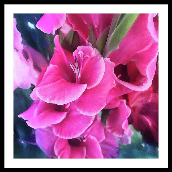 Dark Pink Gladiolas - Framed Print