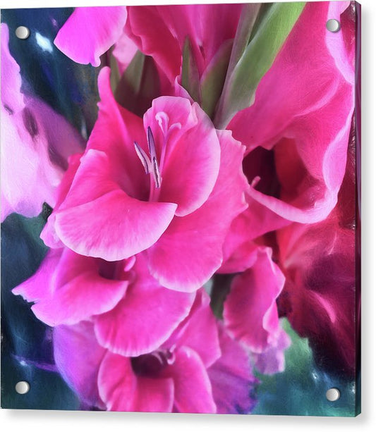 Dark Pink Gladiolas - Acrylic Print