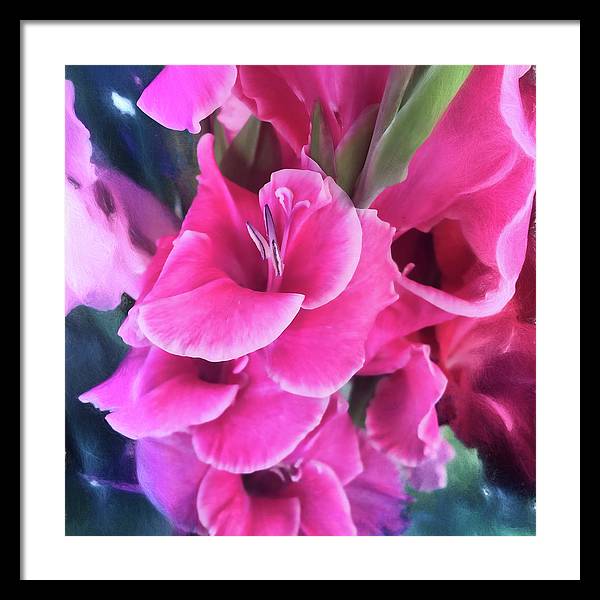 Dark Pink Gladiolas - Framed Print