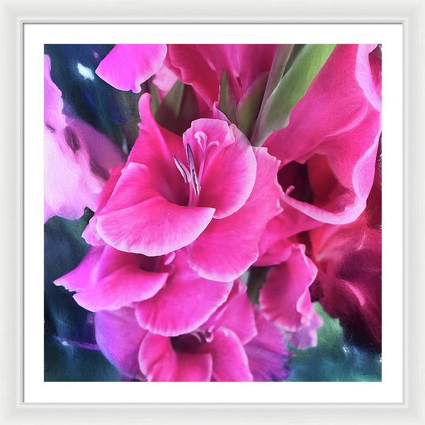 Dark Pink Gladiolas - Framed Print