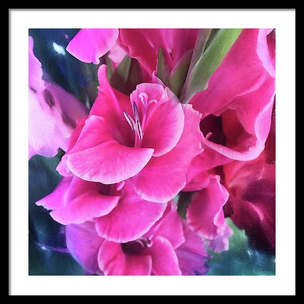 Dark Pink Gladiolas - Framed Print