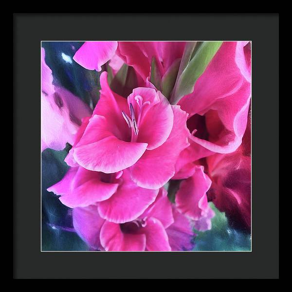 Dark Pink Gladiolas - Framed Print