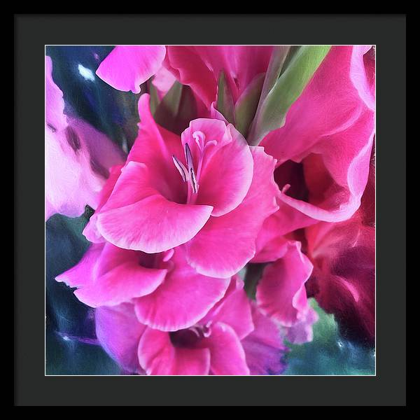 Dark Pink Gladiolas - Framed Print