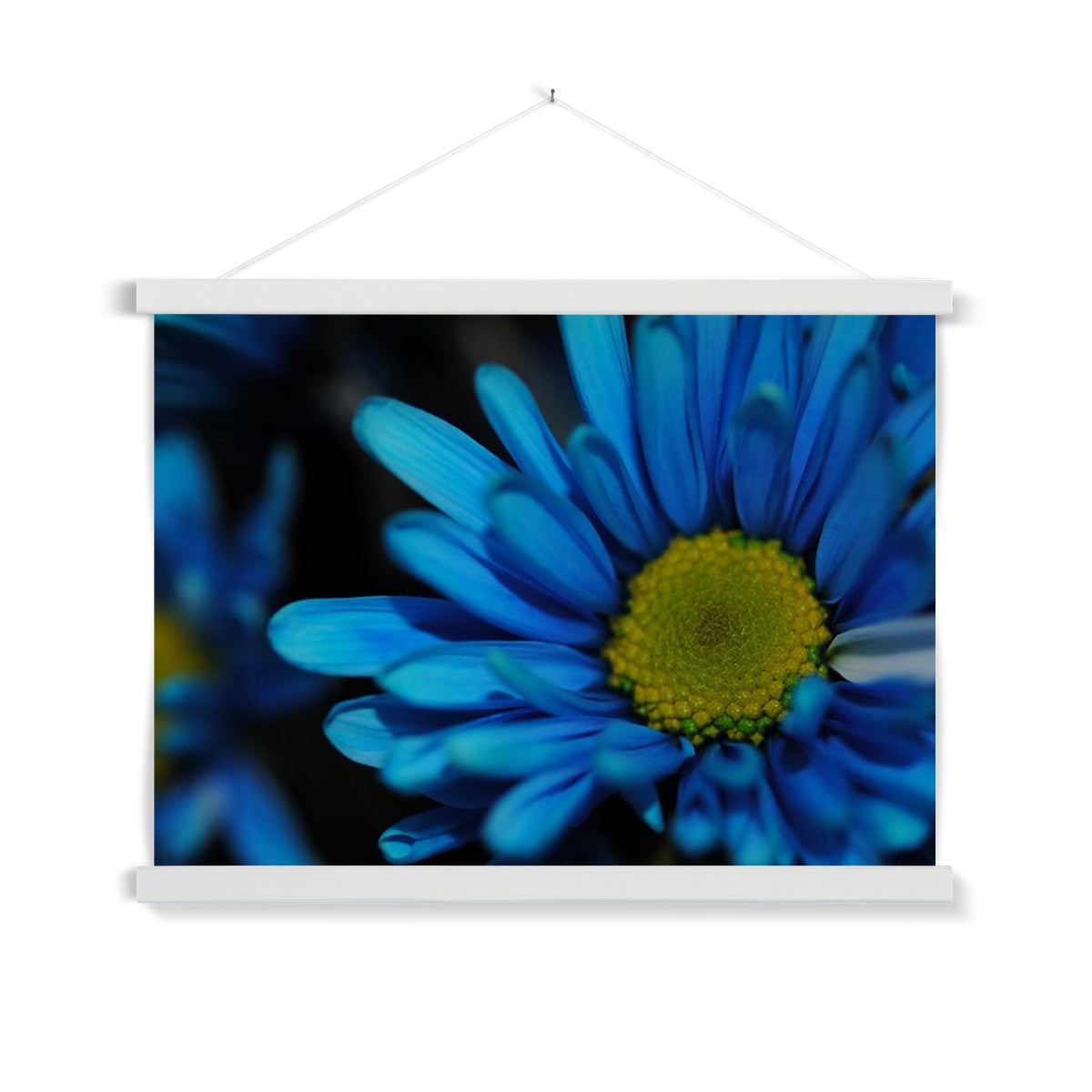 Blue Daisy Fine Art Print with Hanger