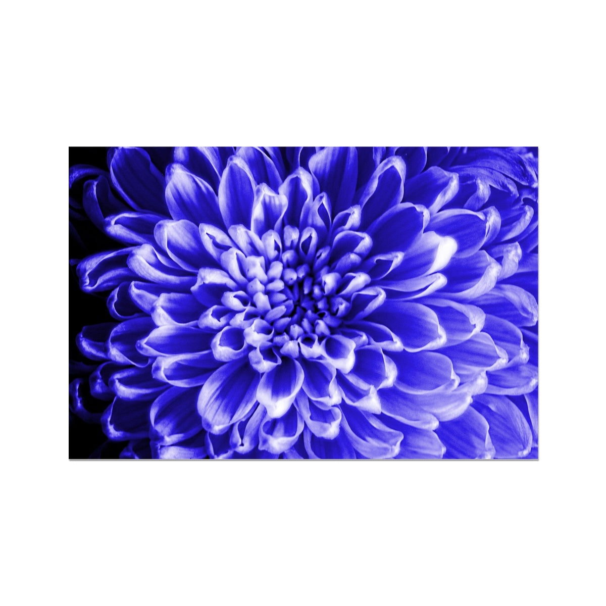 Blue Chrysanthemum Hahnemühle Photo Rag Print