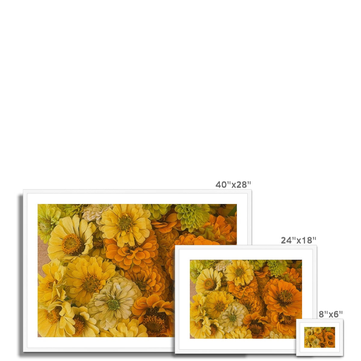Yellow Zinnias Framed & Mounted Print