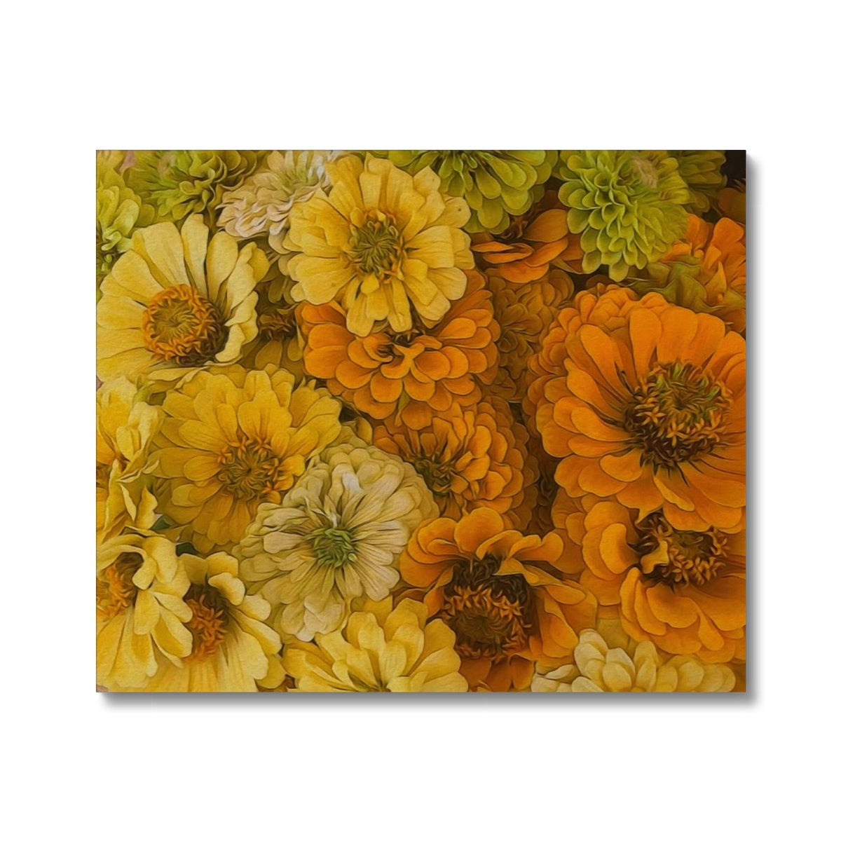 Yellow Zinnias Canvas