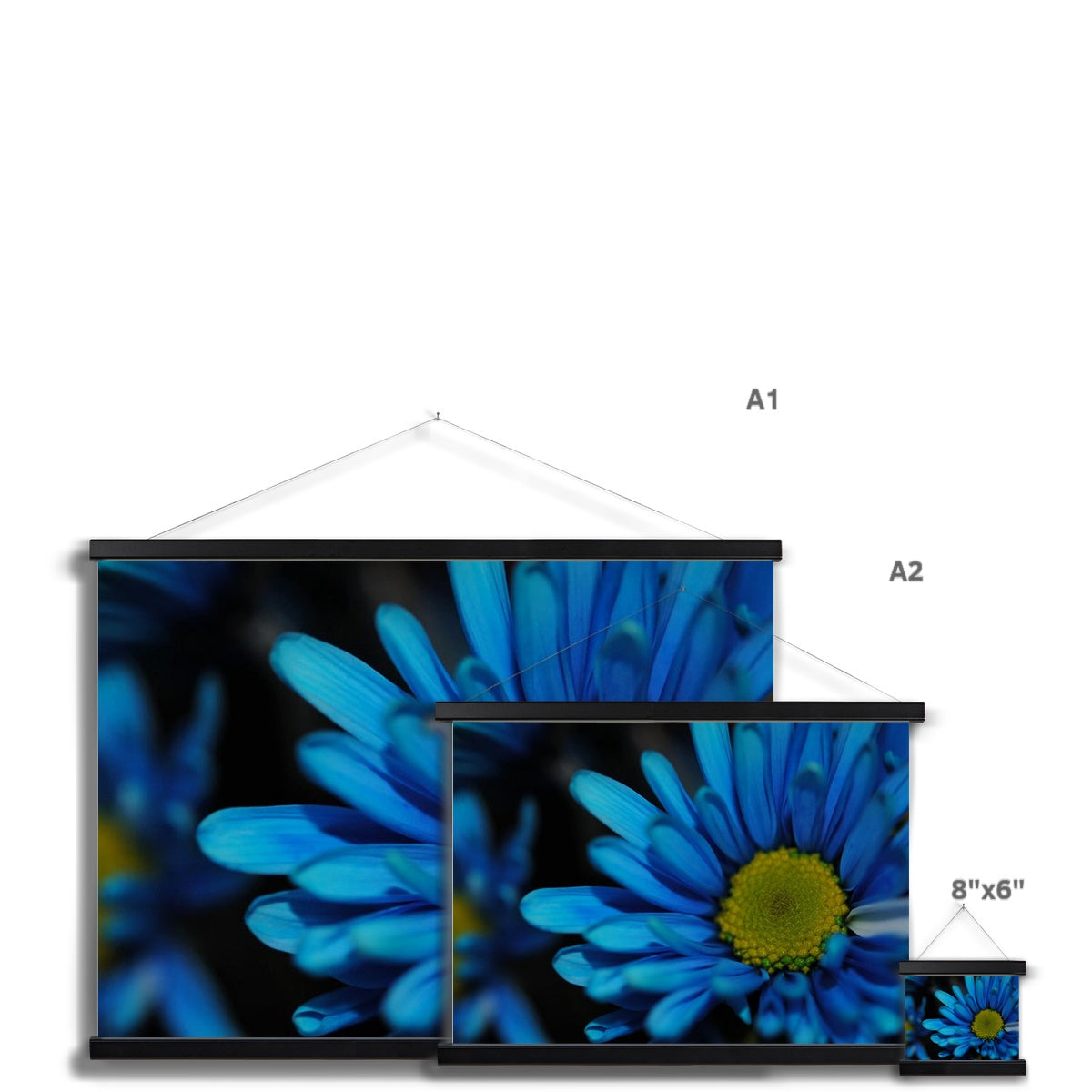 Blue Daisy Fine Art Print with Hanger