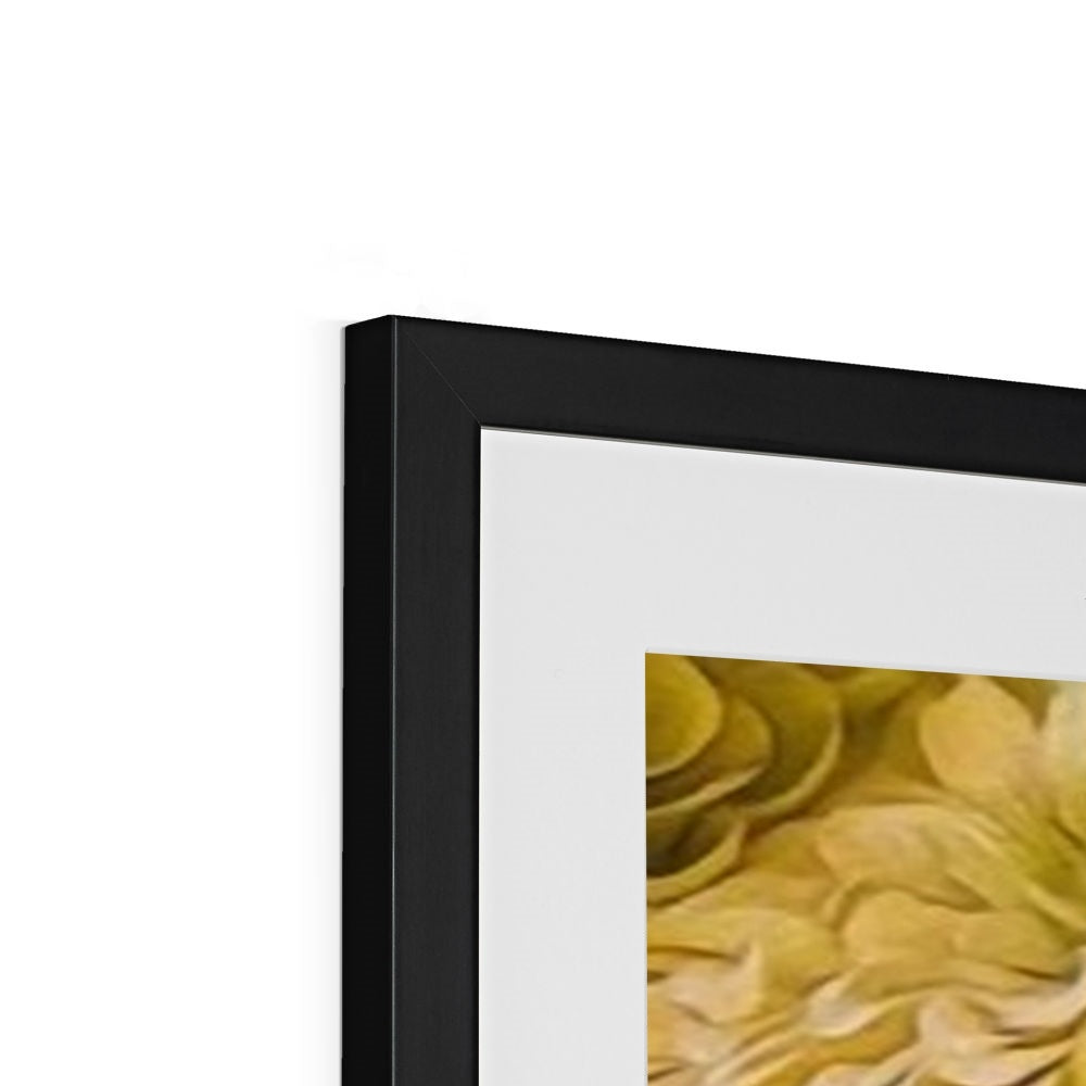 Yellow Zinnias Framed & Mounted Print