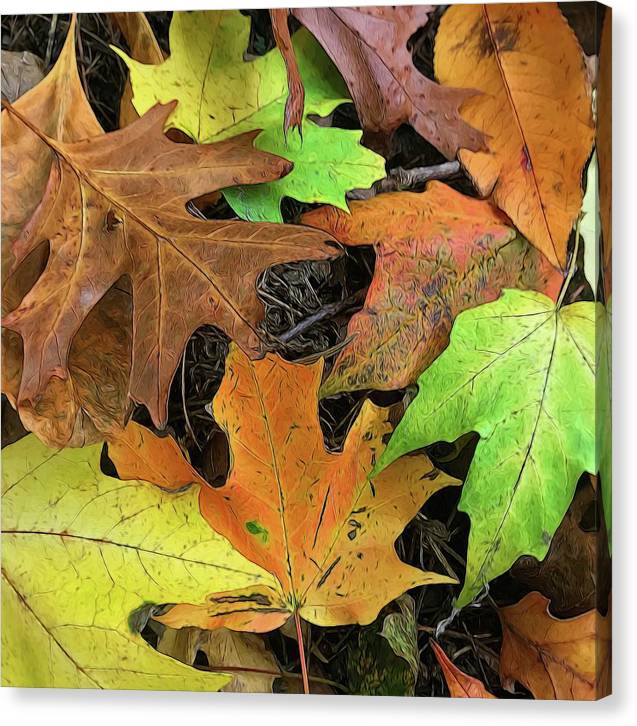Early October Leaves 1 - Canvas Print