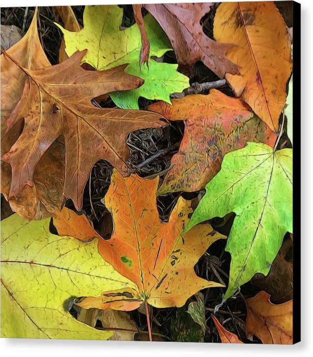 Early October Leaves 1 - Canvas Print