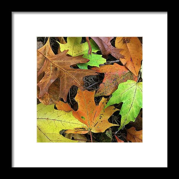 Early October Leaves 1 - Framed Print