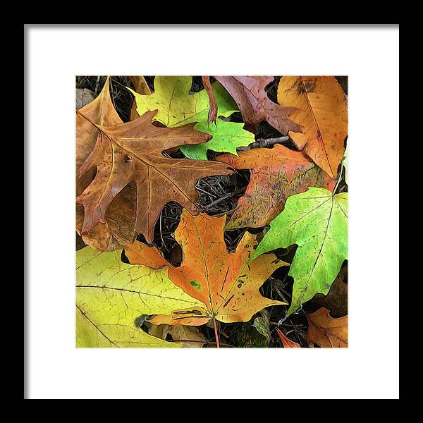 Early October Leaves 1 - Framed Print