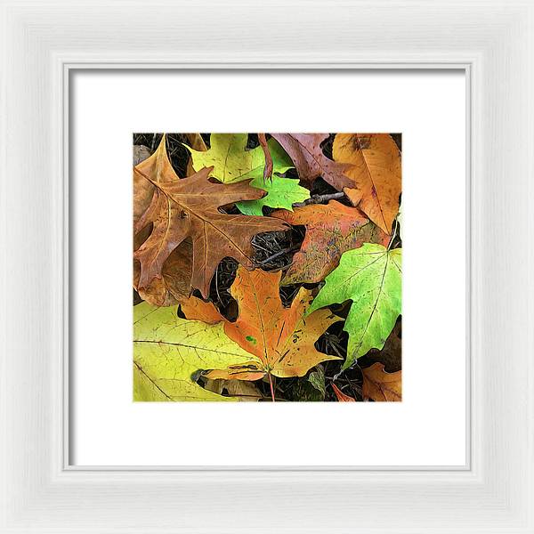 Early October Leaves 1 - Framed Print