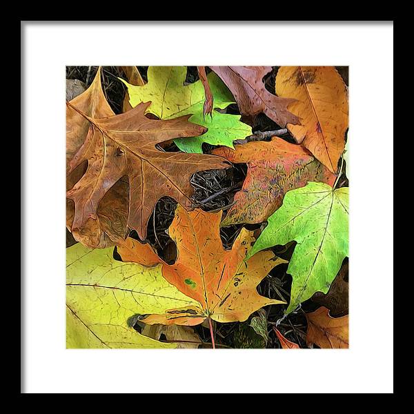 Early October Leaves 1 - Framed Print