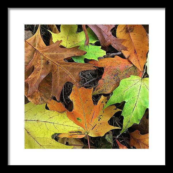 Early October Leaves 1 - Framed Print