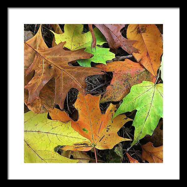 Early October Leaves 1 - Framed Print