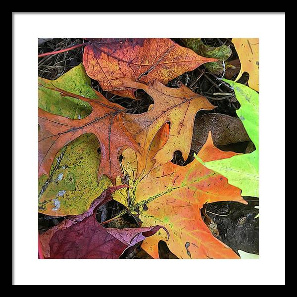 Early October Leaves 2 - Framed Print