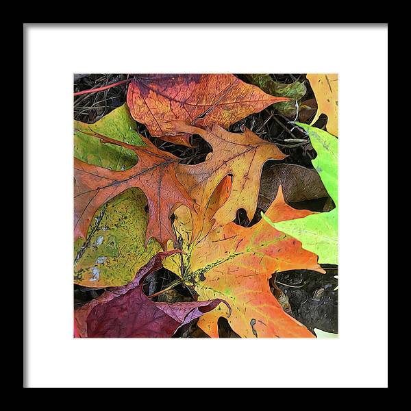Early October Leaves 2 - Framed Print