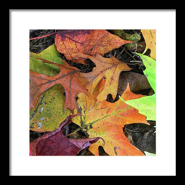 Early October Leaves 2 - Framed Print