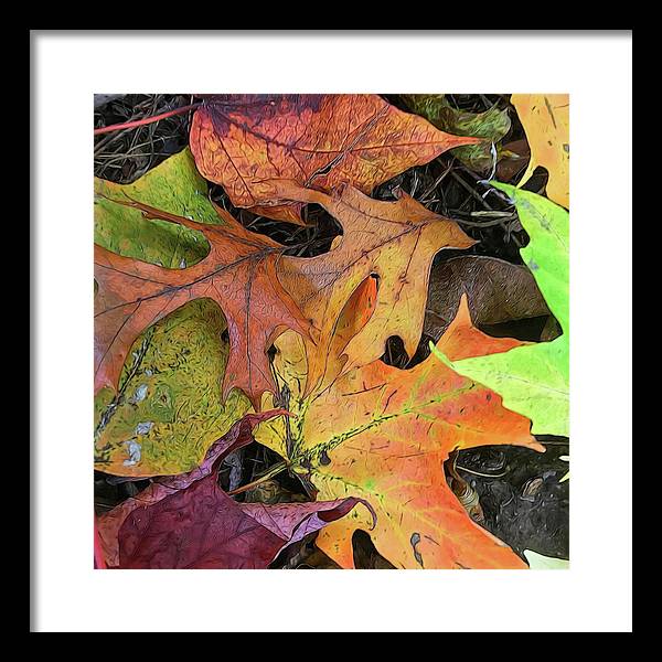 Early October Leaves 2 - Framed Print