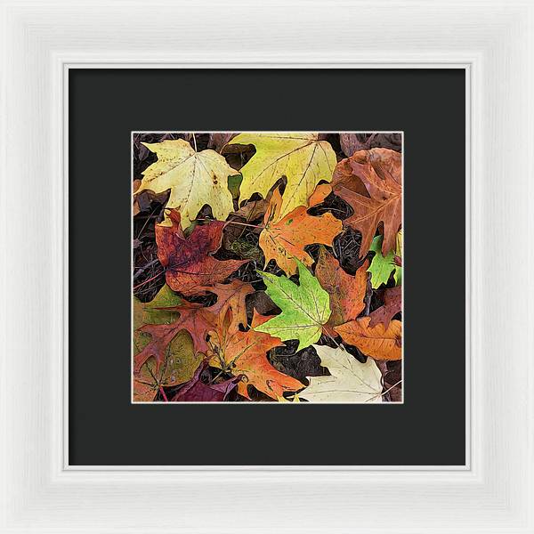 Early October Leaves 3 - Framed Print