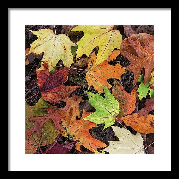 Early October Leaves 3 - Framed Print