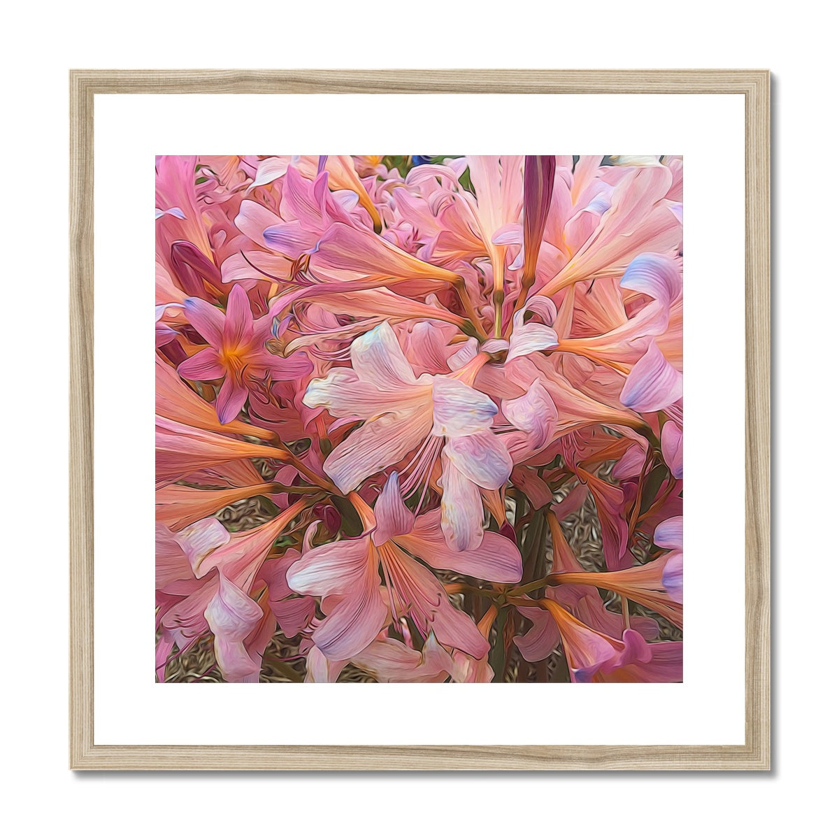 Pink Amaryllis Framed & Mounted Print